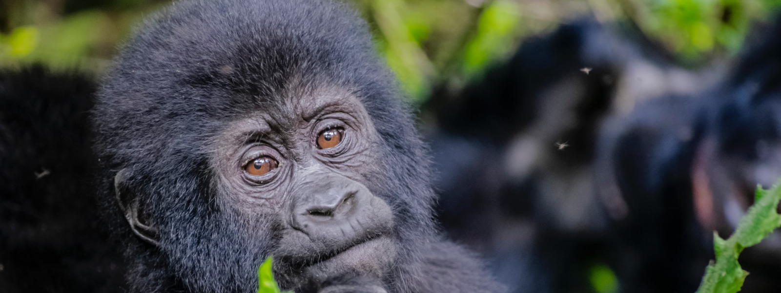 Essential Gorilla Trekking Trips & Advice for Uganda & Rwanda