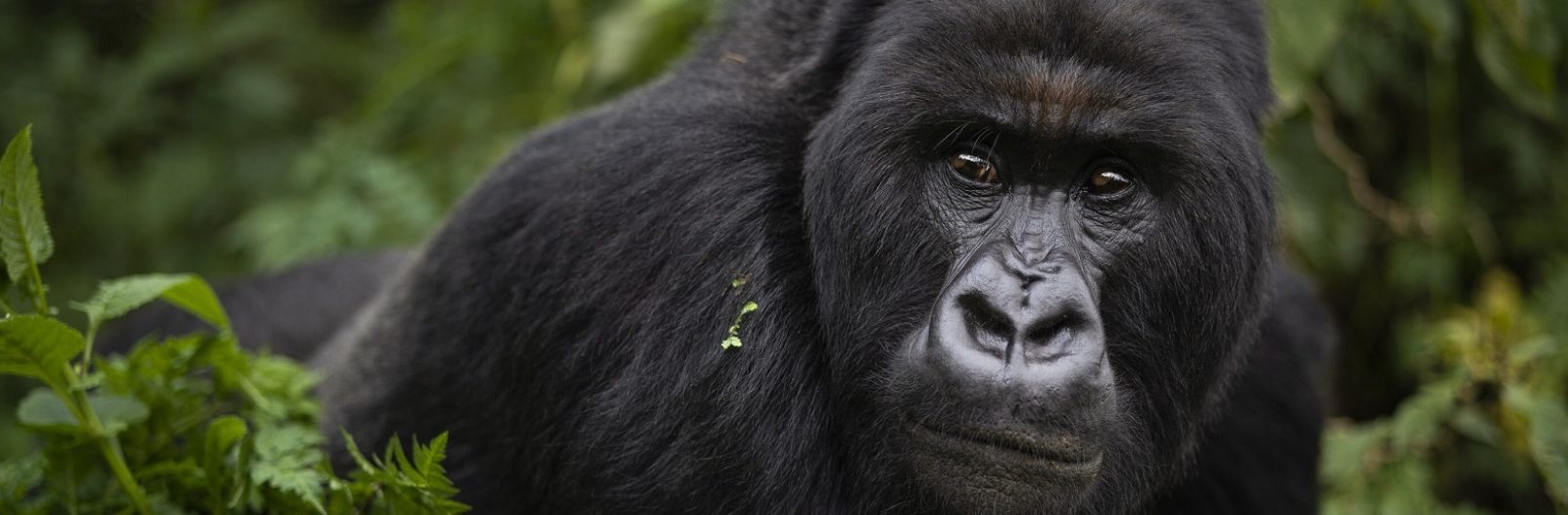 Trekking with gorillas during the dry season