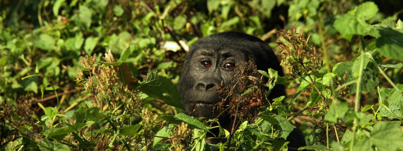 Trekking with gorillas during the rainy season