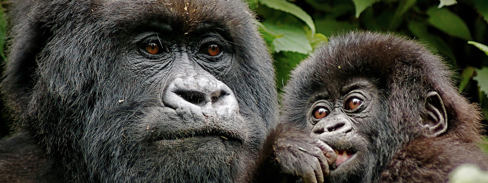 Gorilla Trekking for the disabled