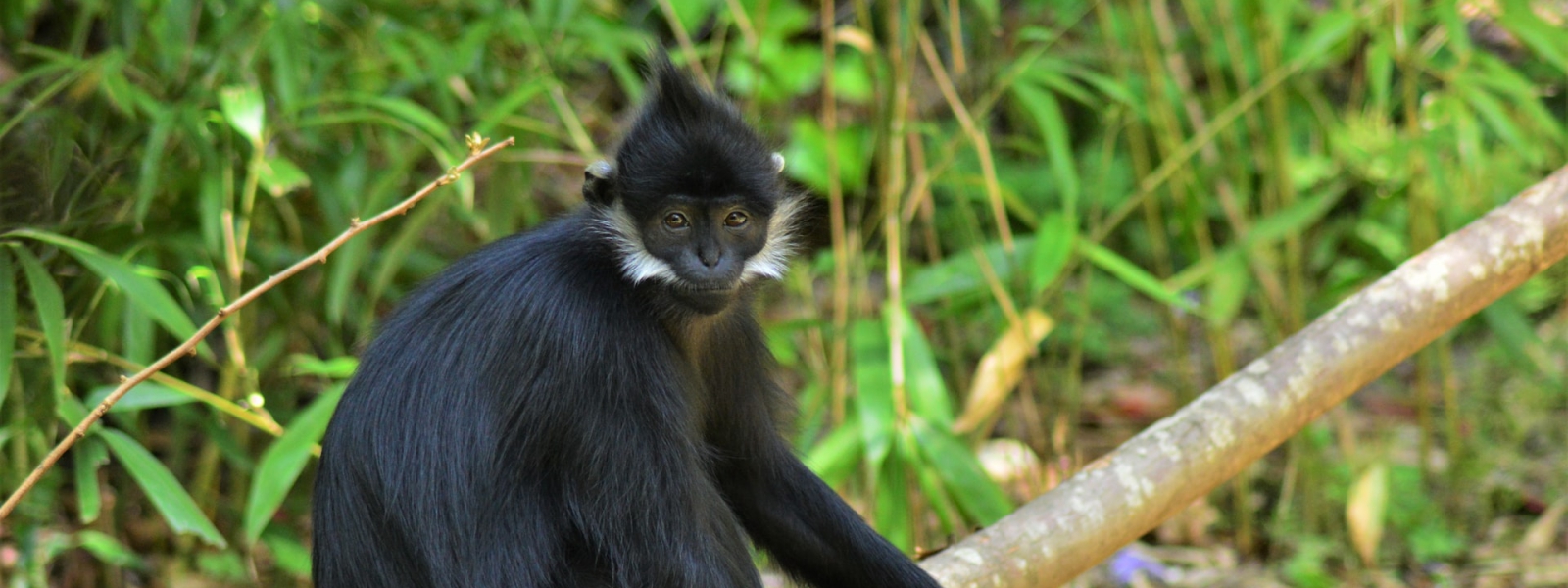 5 Days Rwanda Primates Safari