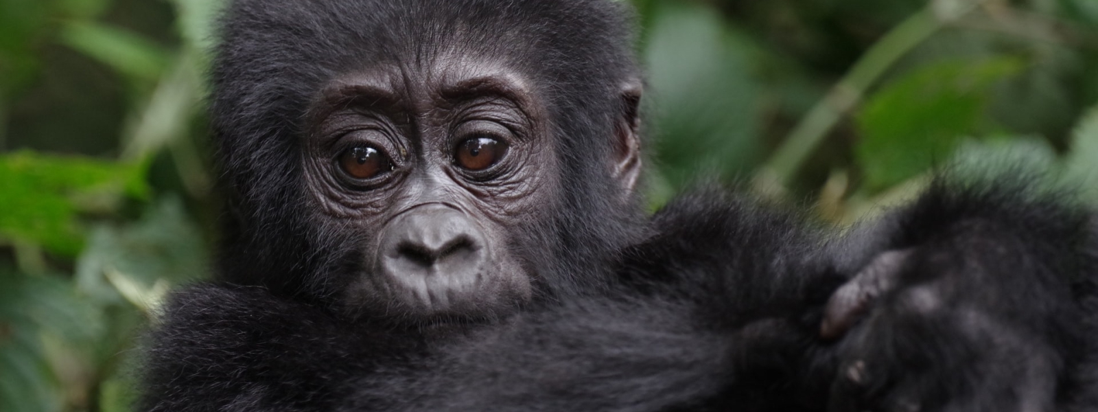 Important Gorilla Trekking Rules & Regulations you should know