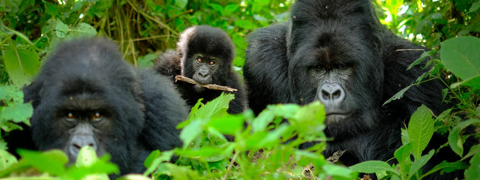 Gorilla Trekking Exercises & Training