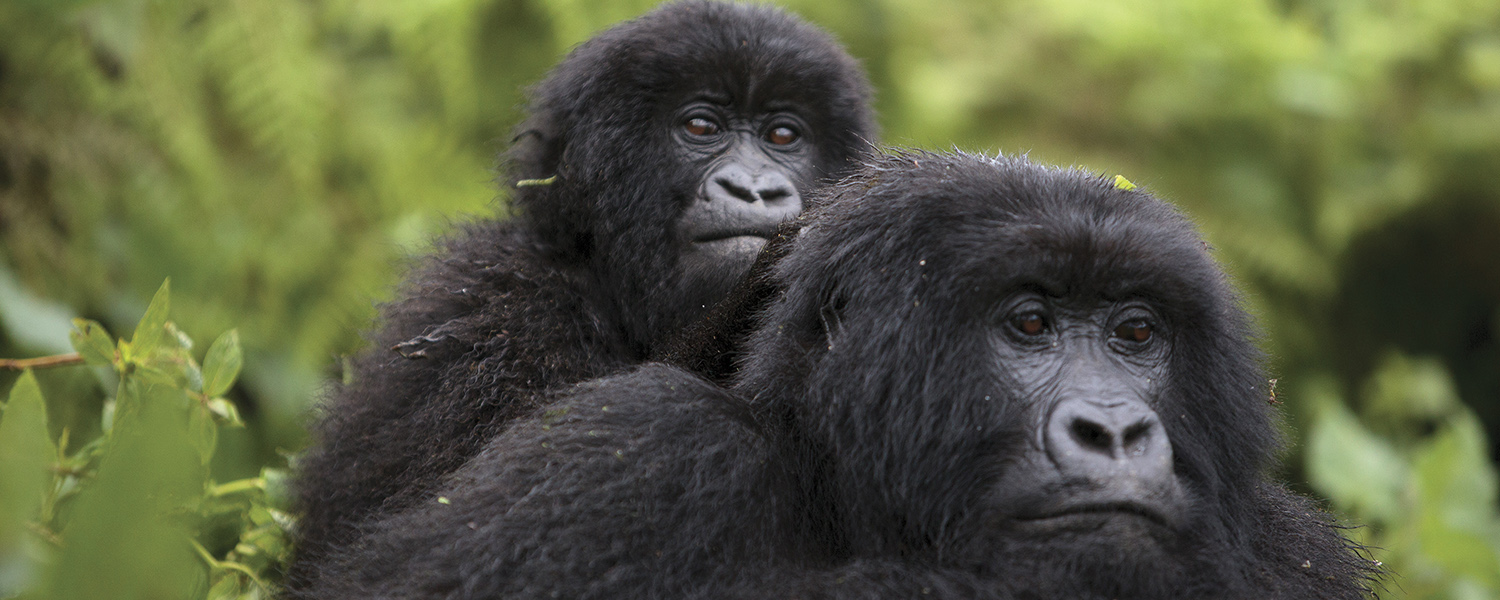 Is Gorilla Trekking Ethical & Dangerous