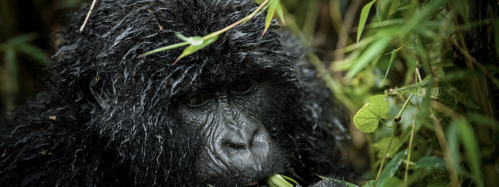 Discounted Gorilla Permits in Rwanda