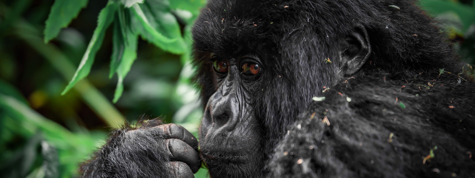 Cheapest ways to see gorillas in Uganda & Rwanda