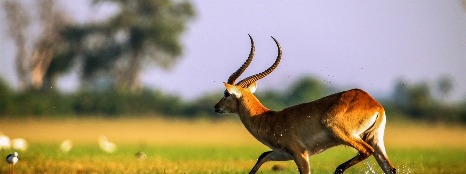 National Parks in Uganda