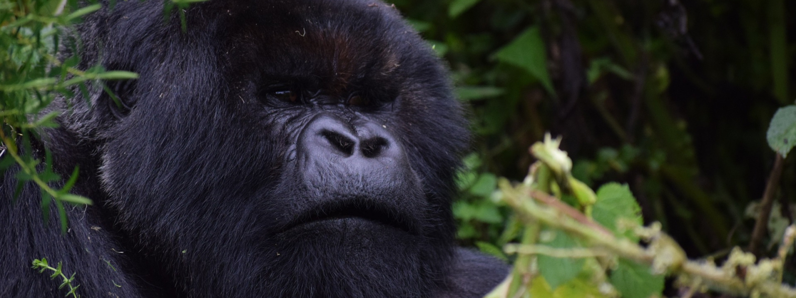 Minimum age for Gorilla Trekking in Uganda & Rwanda