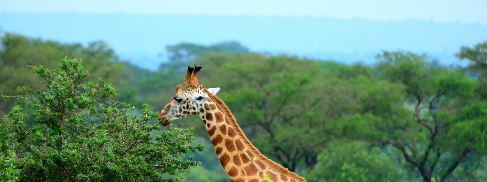 10 Days Best of Uganda Safari