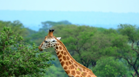 10 Days Best of Uganda Safari