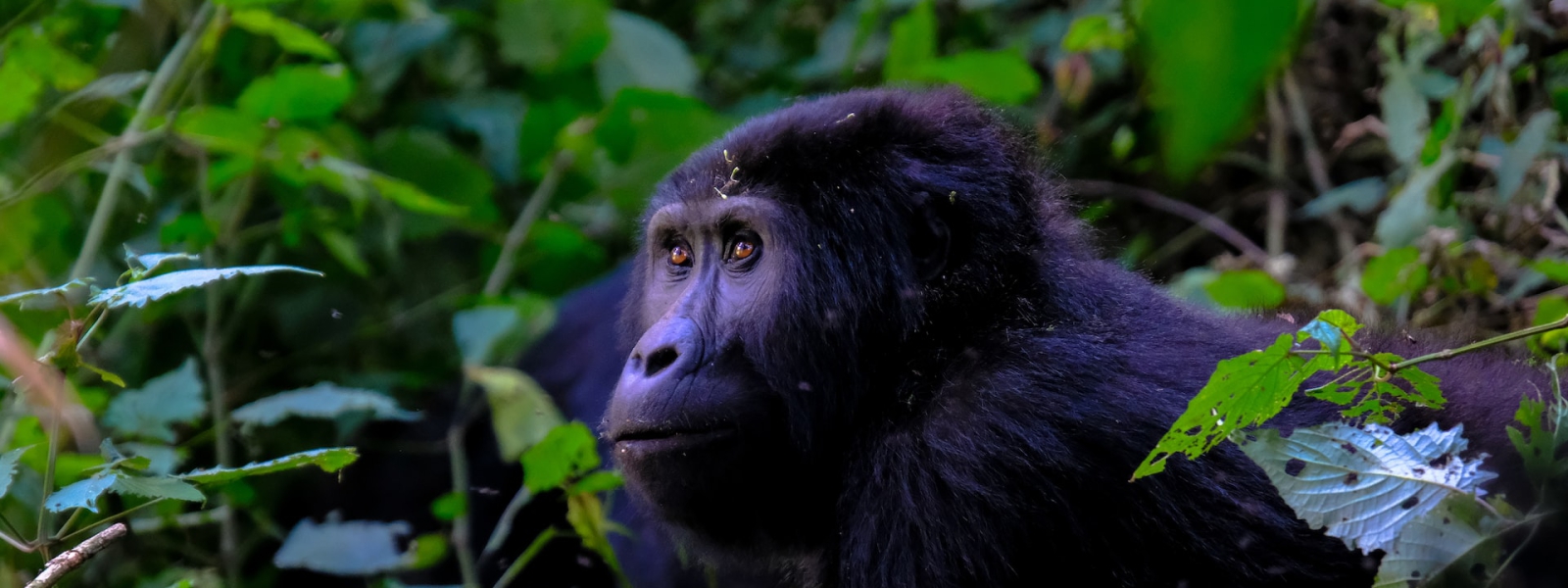 12 Days Best of Uganda Primates, Nature Trekking & Wildlife Safari