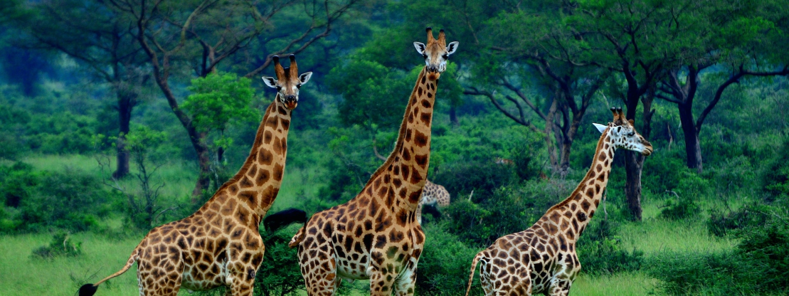 18 Days Grand Primates & Wildlife Safari in Uganda