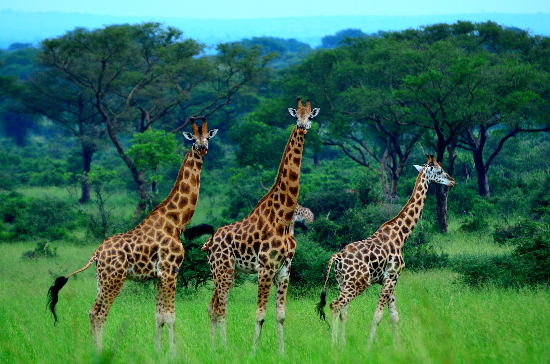 18 Days Grand Primates & Wildlife Safari in Uganda - Africa Runners Company