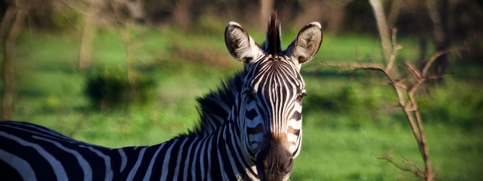 2 Days Lake Mburo Wildlife Safari