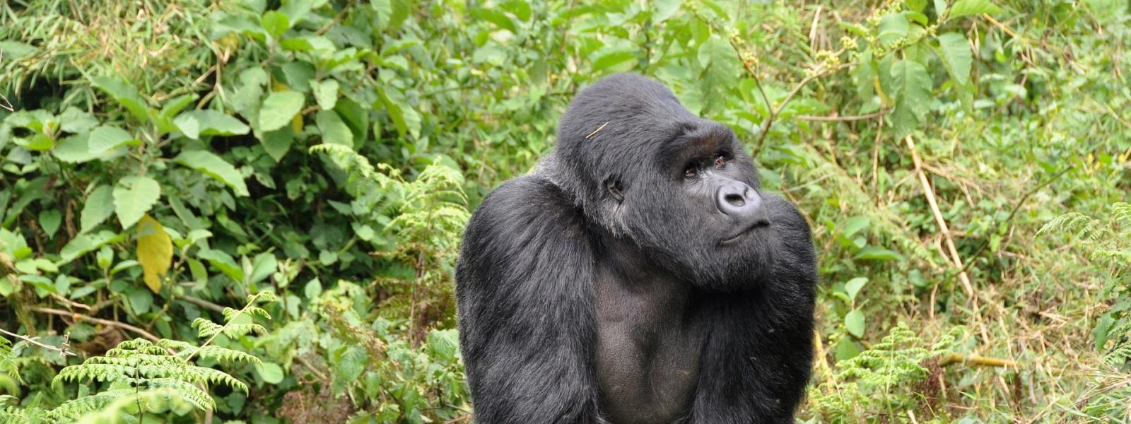 Gorilla Families in Volcanoes National Park Rwanda