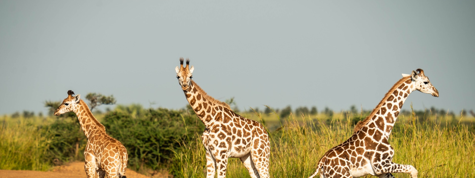 21 Days Grand Uganda Safari