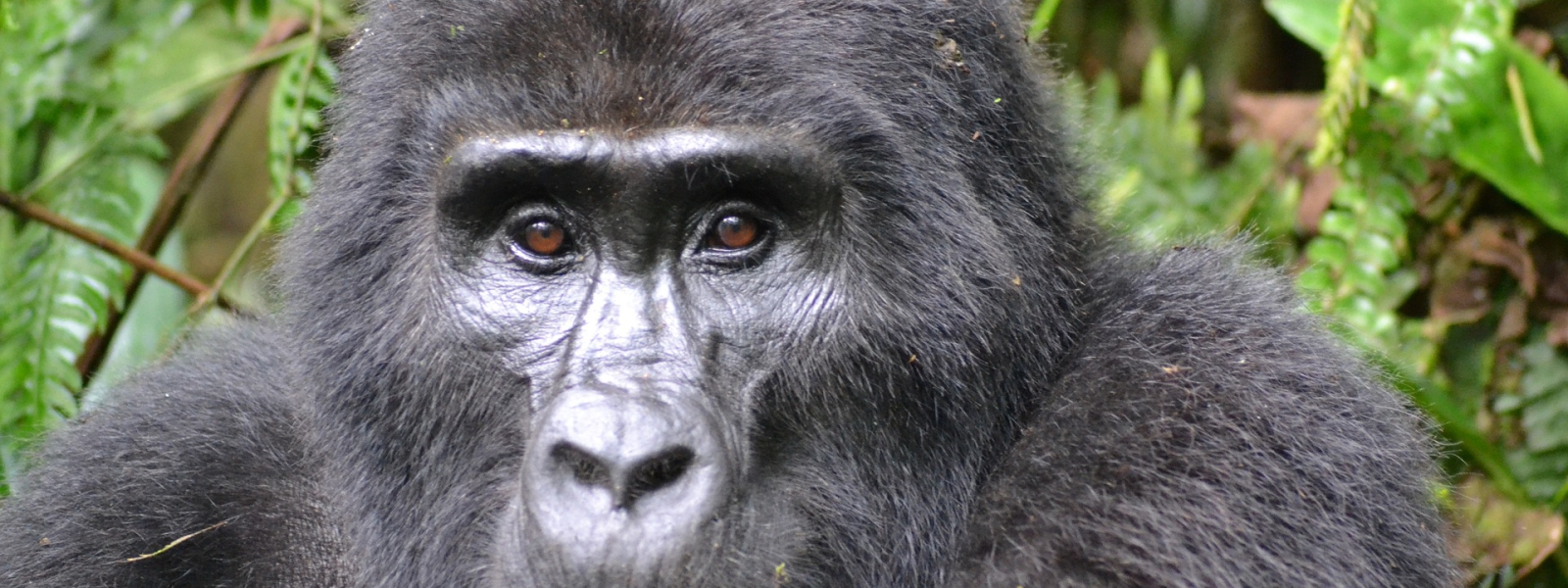 Altitude Sickness & Gorilla Trekking