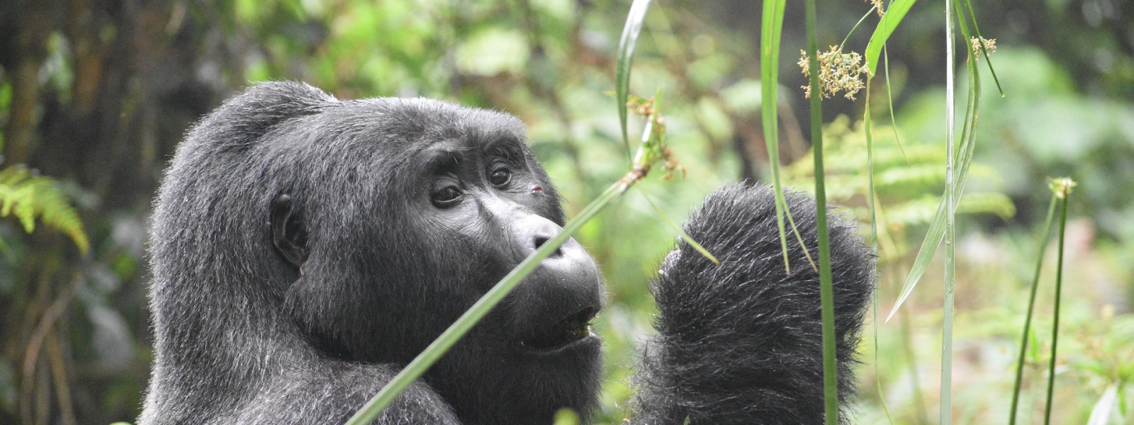 Rwanda Gorilla Permits