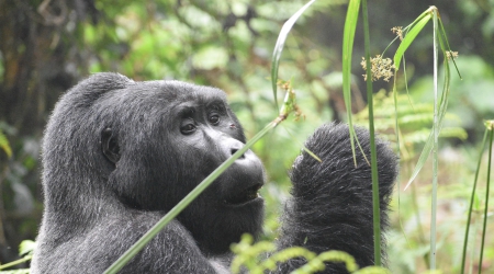 Rwanda Gorilla Permits