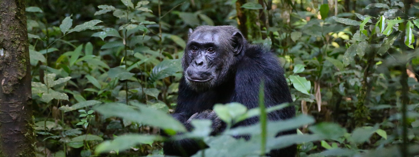 Kibale Forest National Park