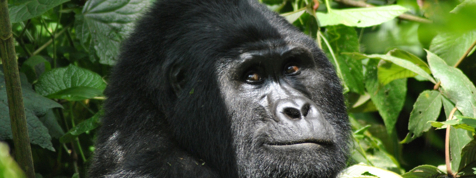 4 Days Double Gorilla Trekking in Bwindi Forest