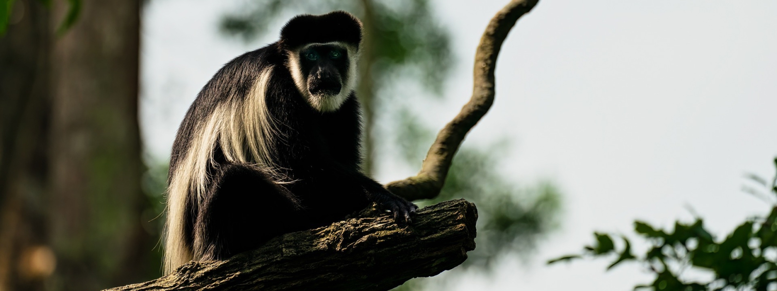 4 Days Nyungwe Chimpanzees & Colobus Monkey Trekking Safari