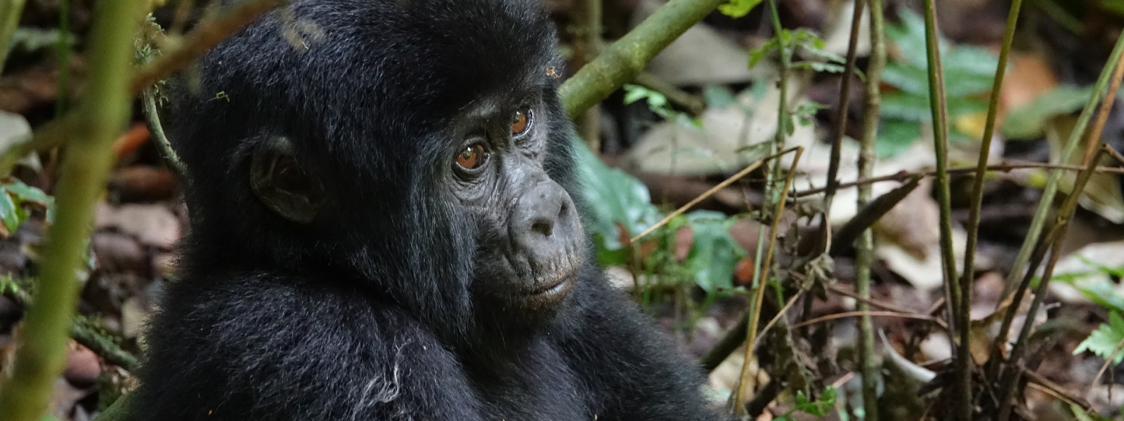 Advantages of Gorilla Tourism in Uganda and Rwanda