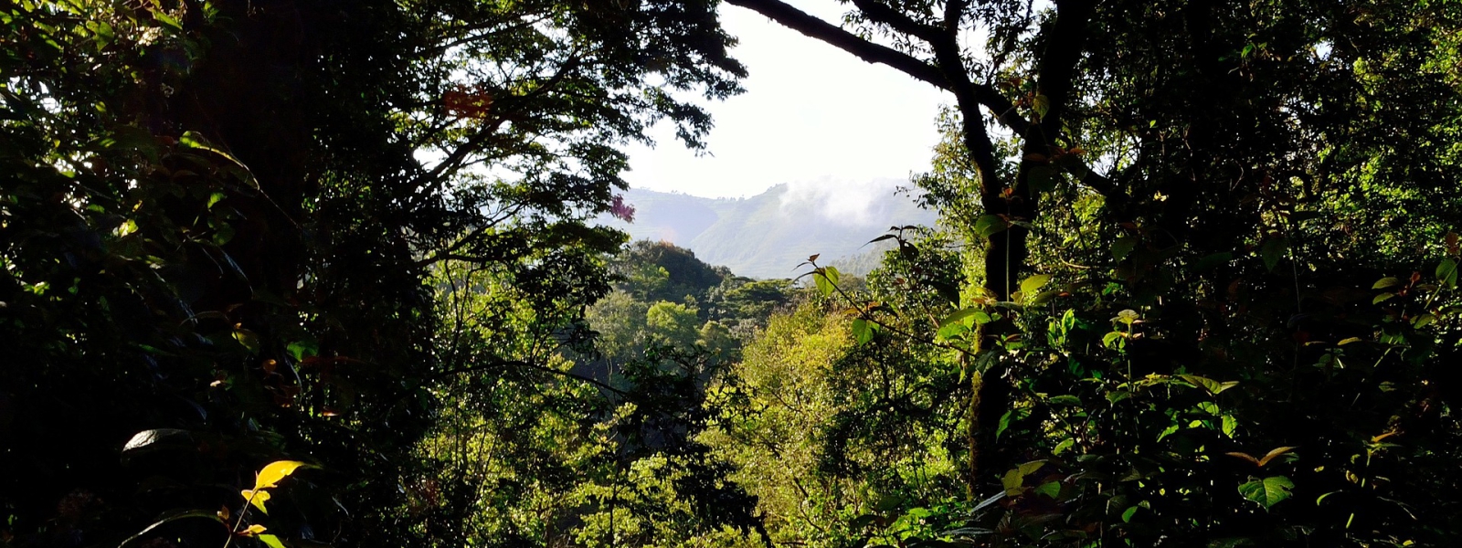 Bwindi Impenetrable National Park