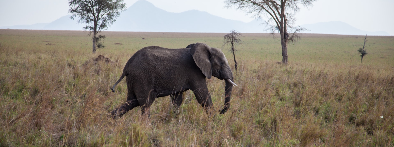 Kidepo Valley National Park