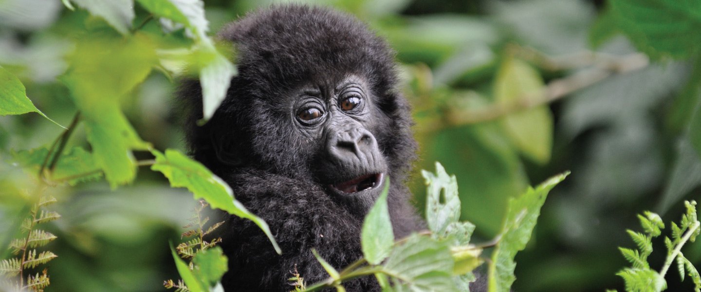 Mgahinga Gorilla National Park