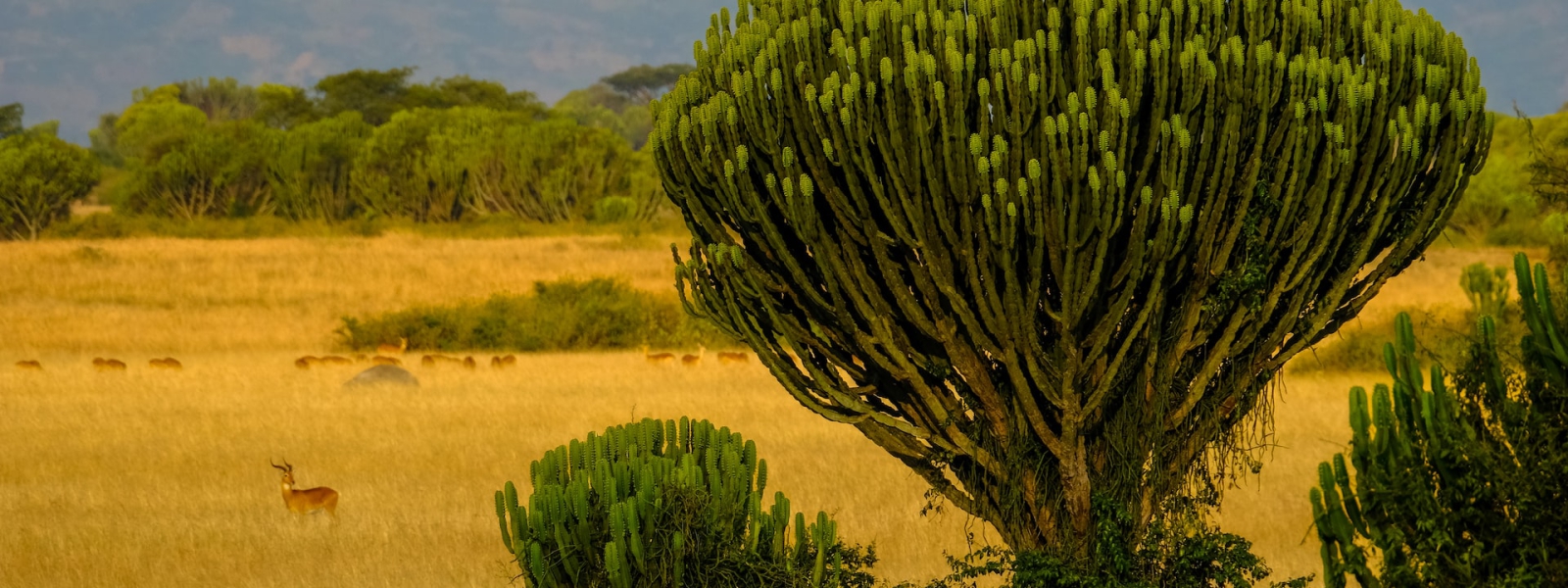 Queen Elizabeth National Park