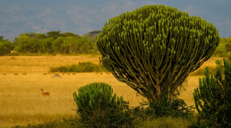 Queen Elizabeth National Park