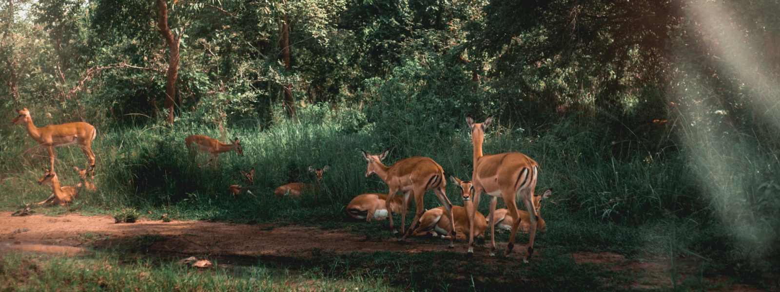 Rwanda National Parks