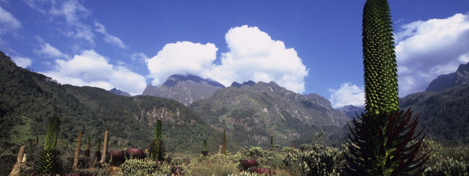 Rwenzori Mountains National Park