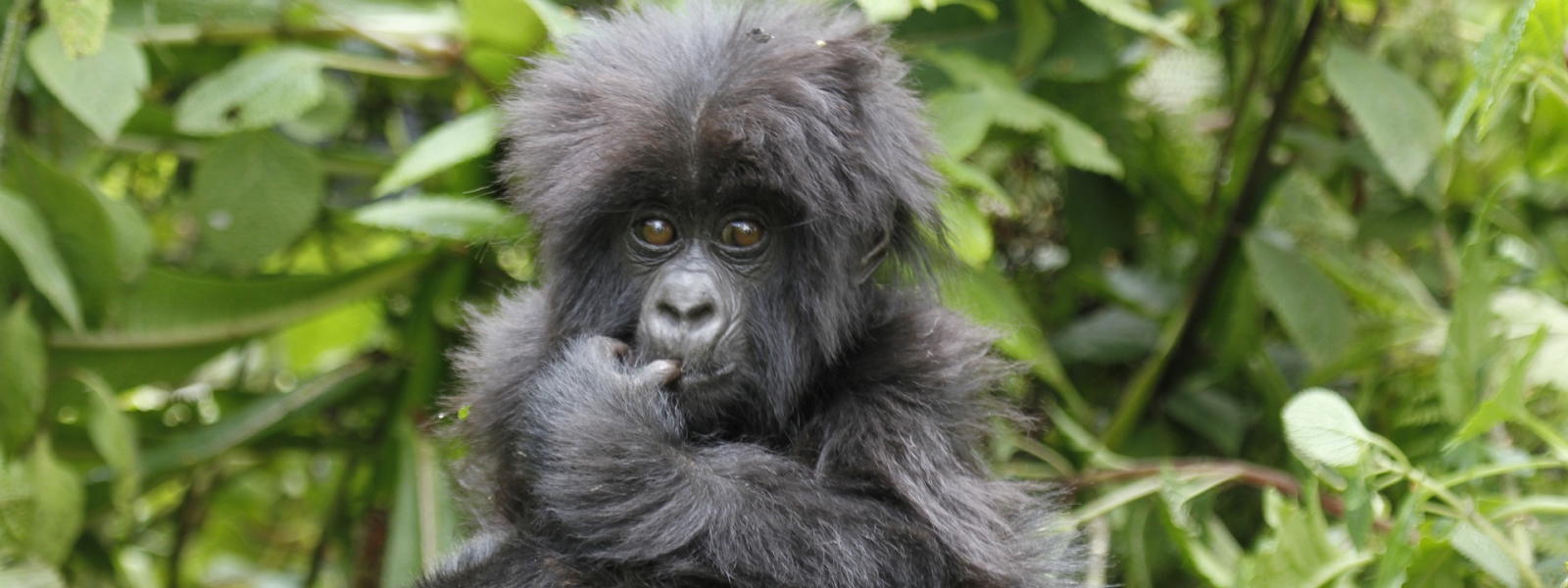 The Gorilla Family Allocation Process