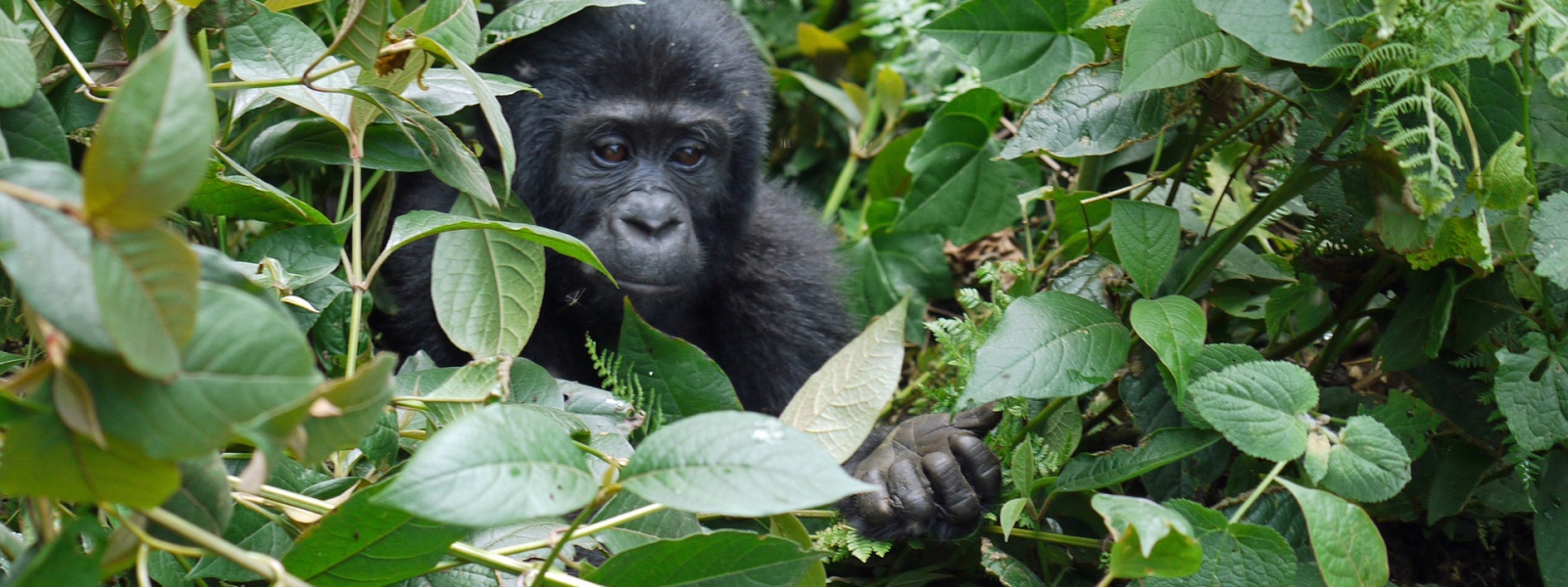 Uganda Gorilla Families