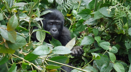 Uganda Gorilla Families