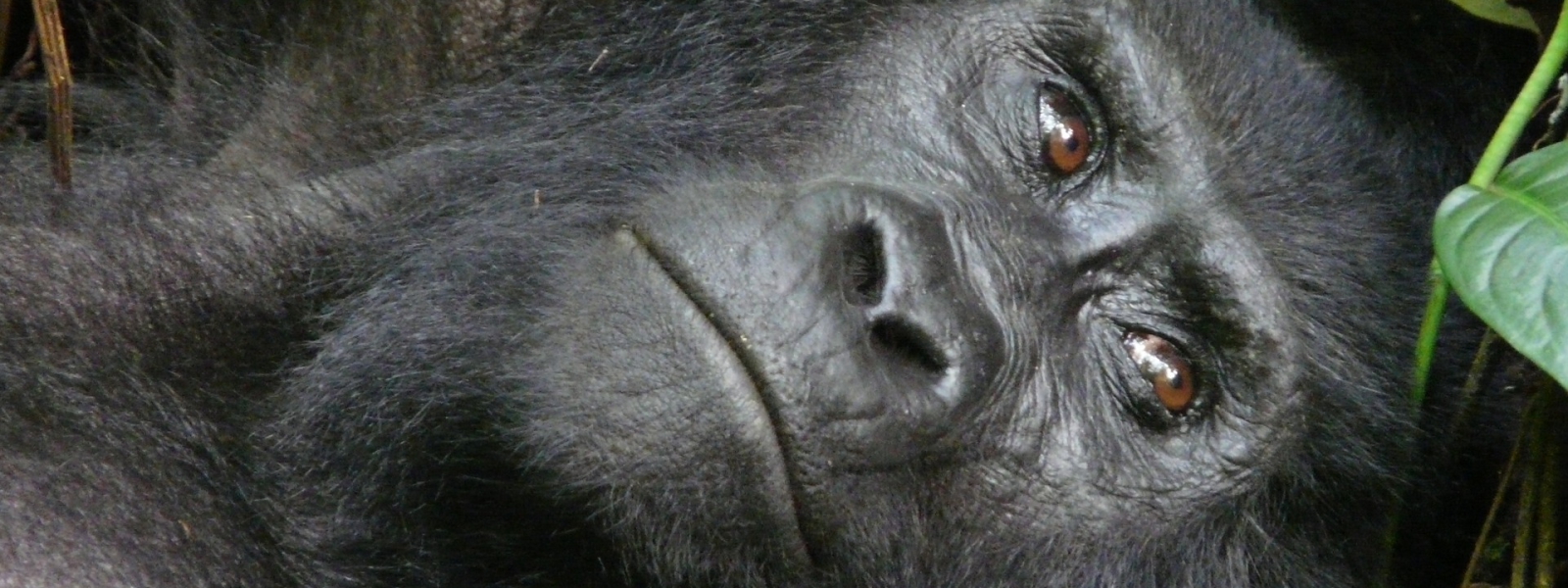 Uganda Gorilla Permits