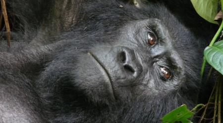 Uganda Gorilla Permits