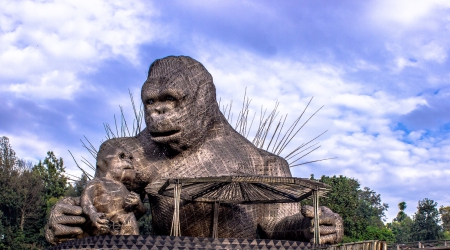 Volcanoes National Park Rwanda