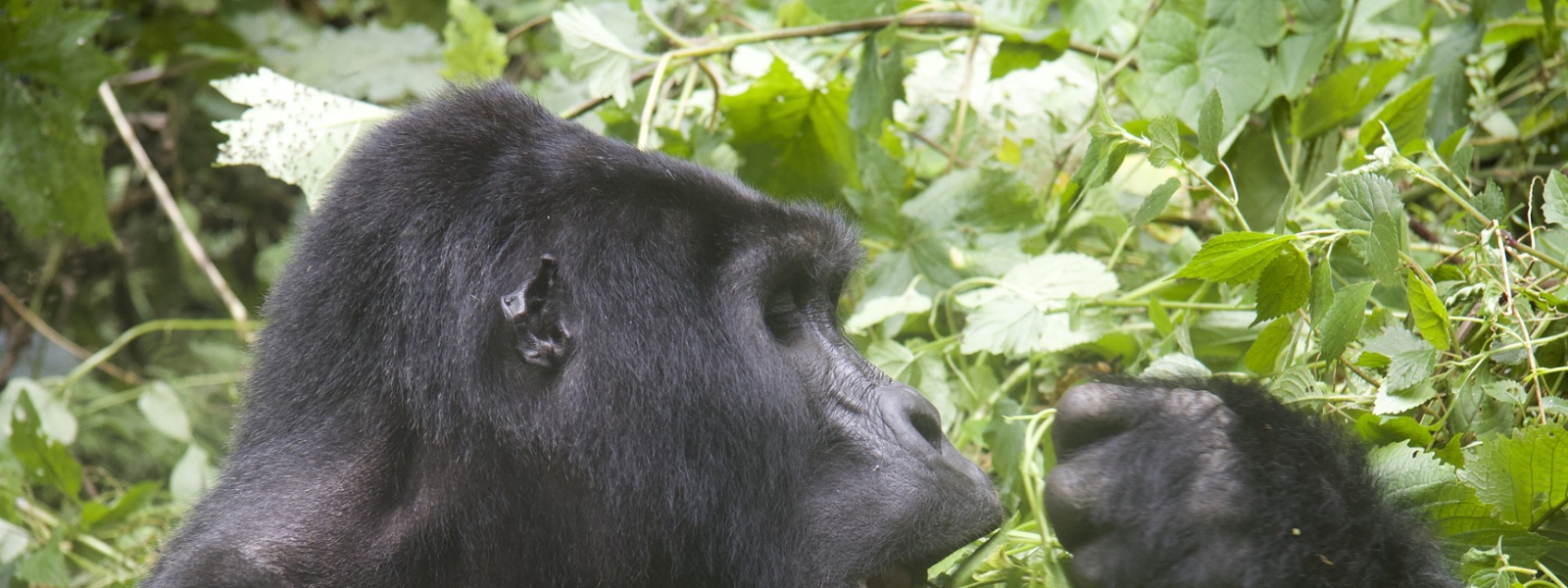 What to avoid when trekking with gorillas