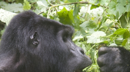 What to avoid when trekking with gorillas