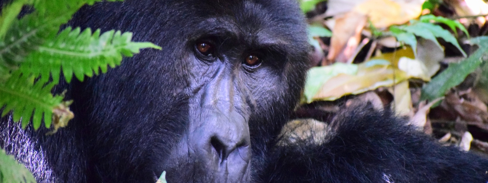 What to do when a gorilla charges on you