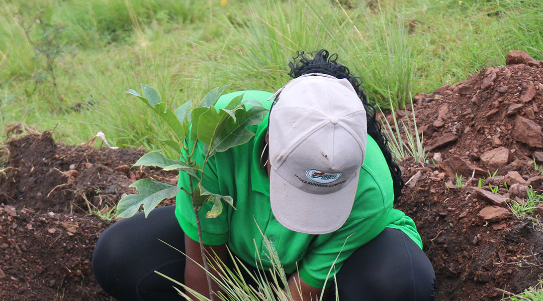 Are tour companies in Uganda involved in Tree-Planting Activities.